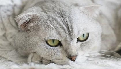 开云·体育全站登录地址-【棒球天才崛起】新星快速成长引领球队未来，棒球巨星2021