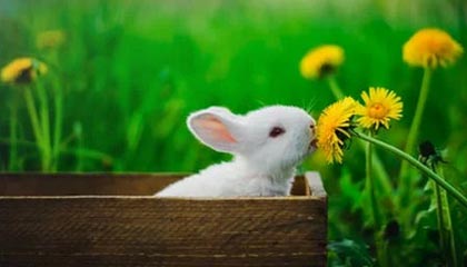 开云官网登录-NBA联盟最新排名揭晓，nba联盟最新排名揭晓时间